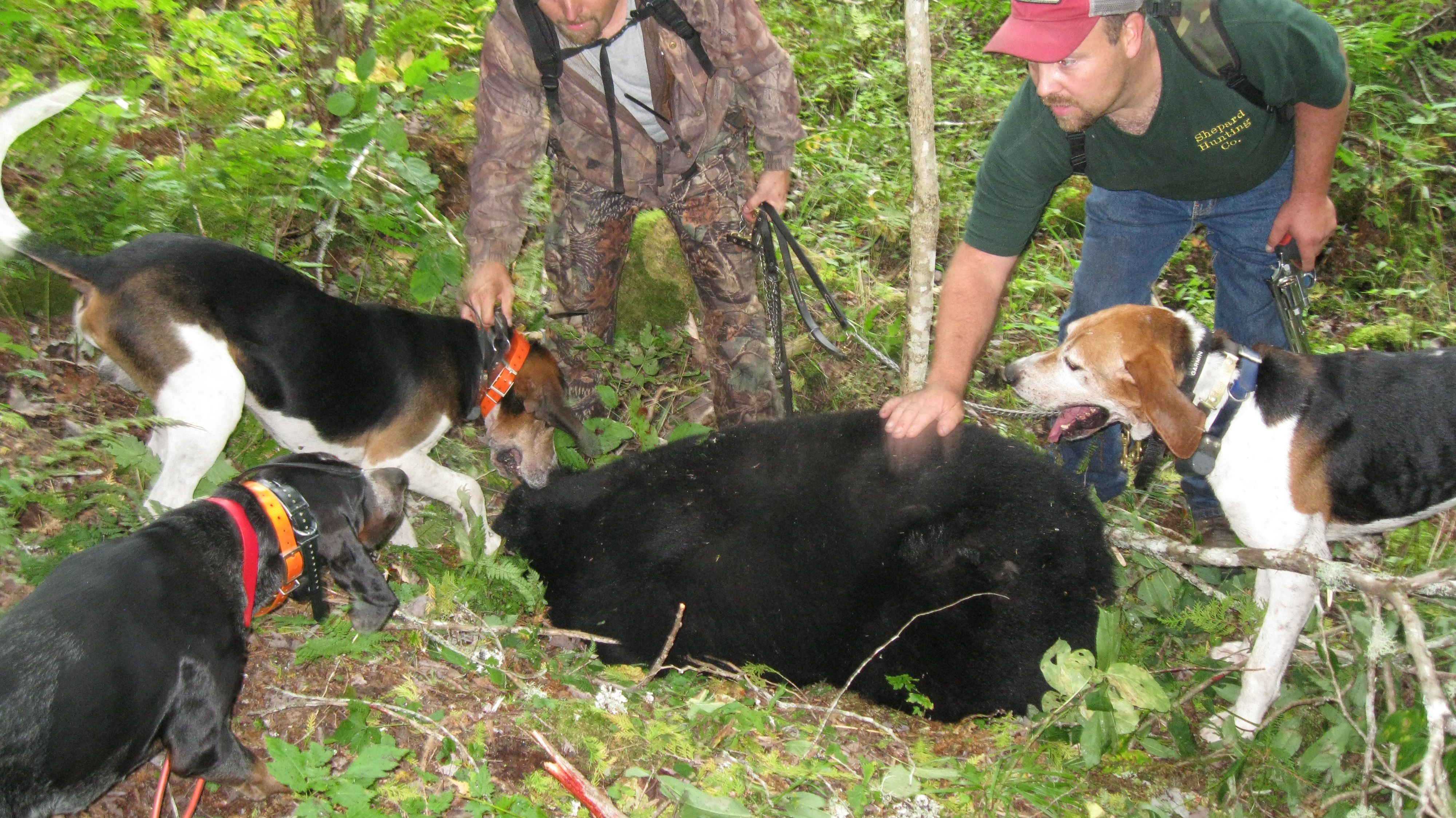 bear hunting with hounds