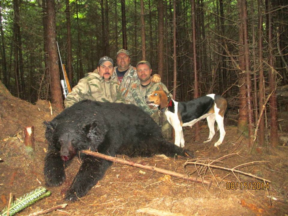 bear hunting with hounds